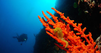 fotografia subacquea