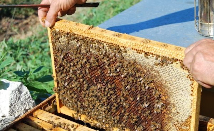 Bee Kind: il 14 maggio alle 10.30 l'inaugurazione dell'apiario del
